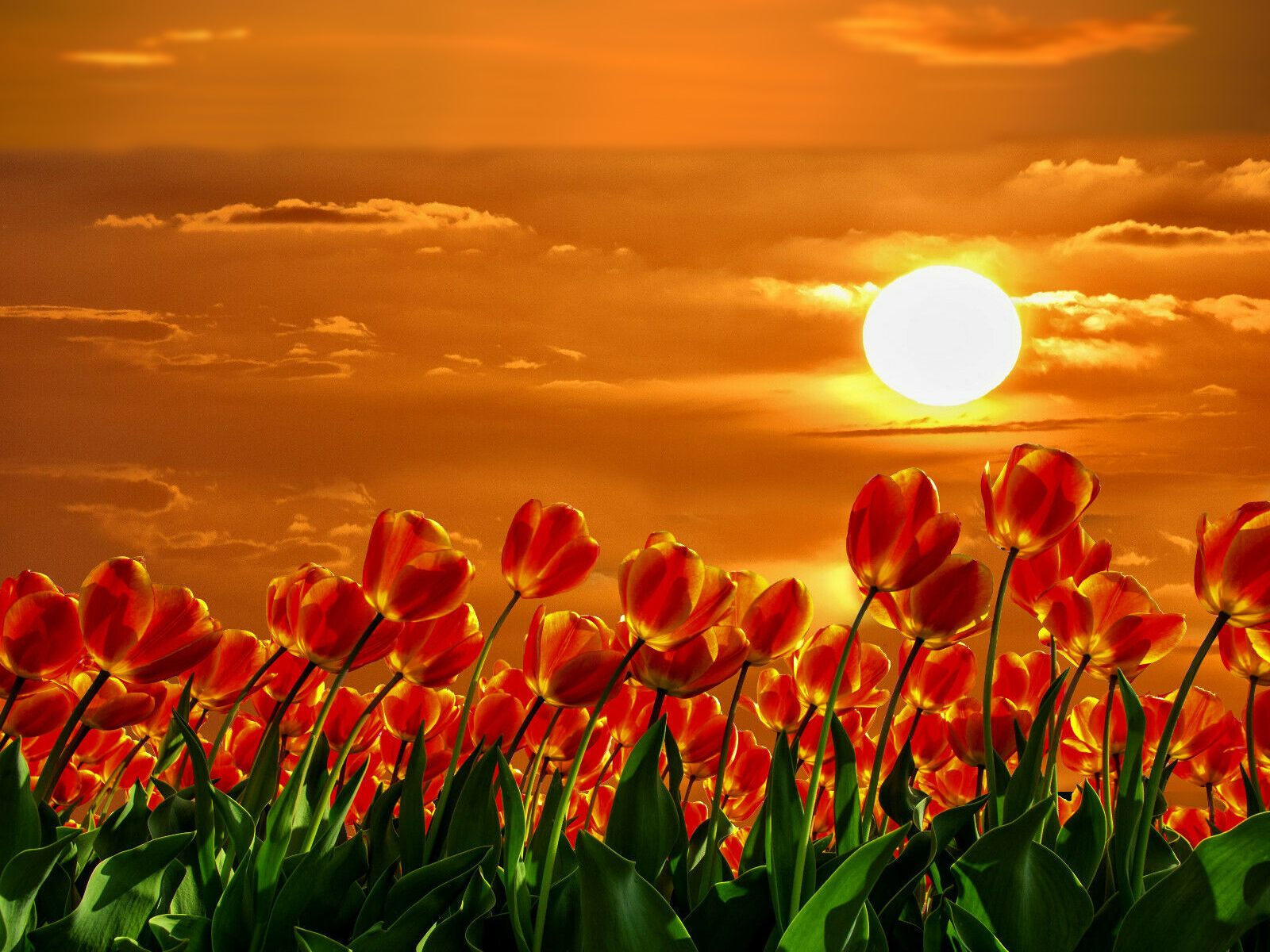 Sunset_649