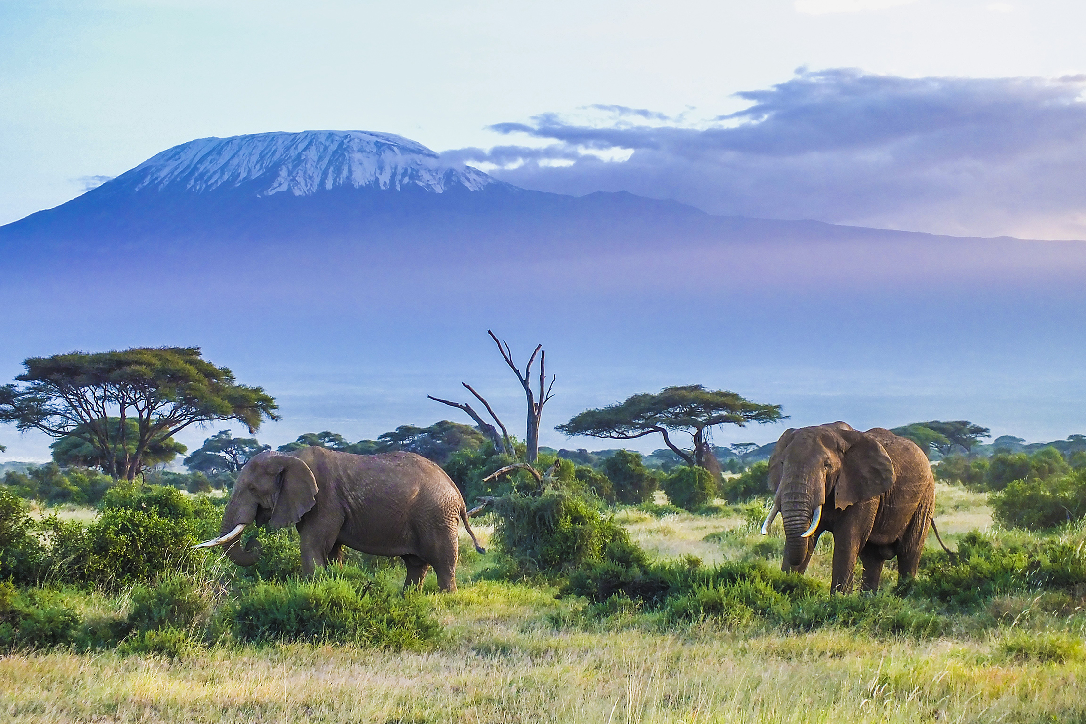 Animals_757