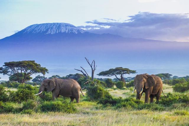 Animals_757