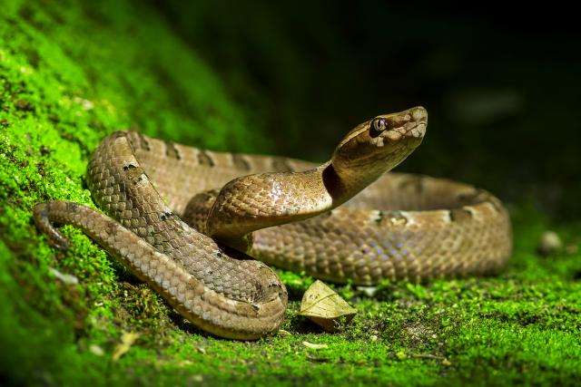 Animals_763