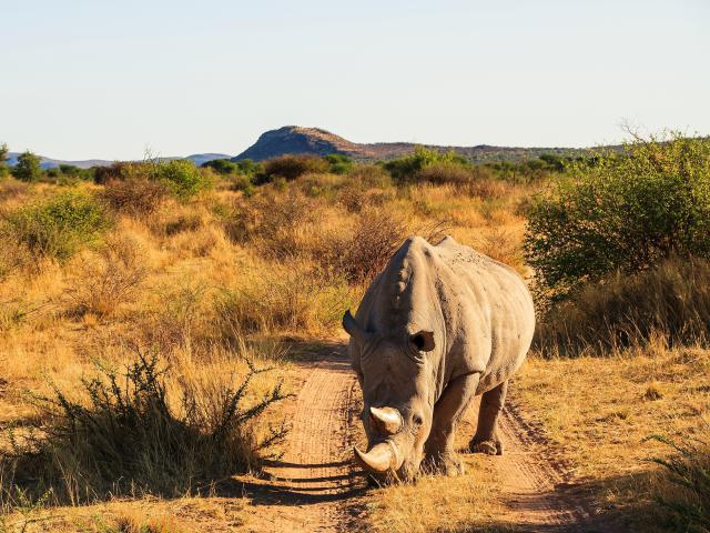 Animals_765