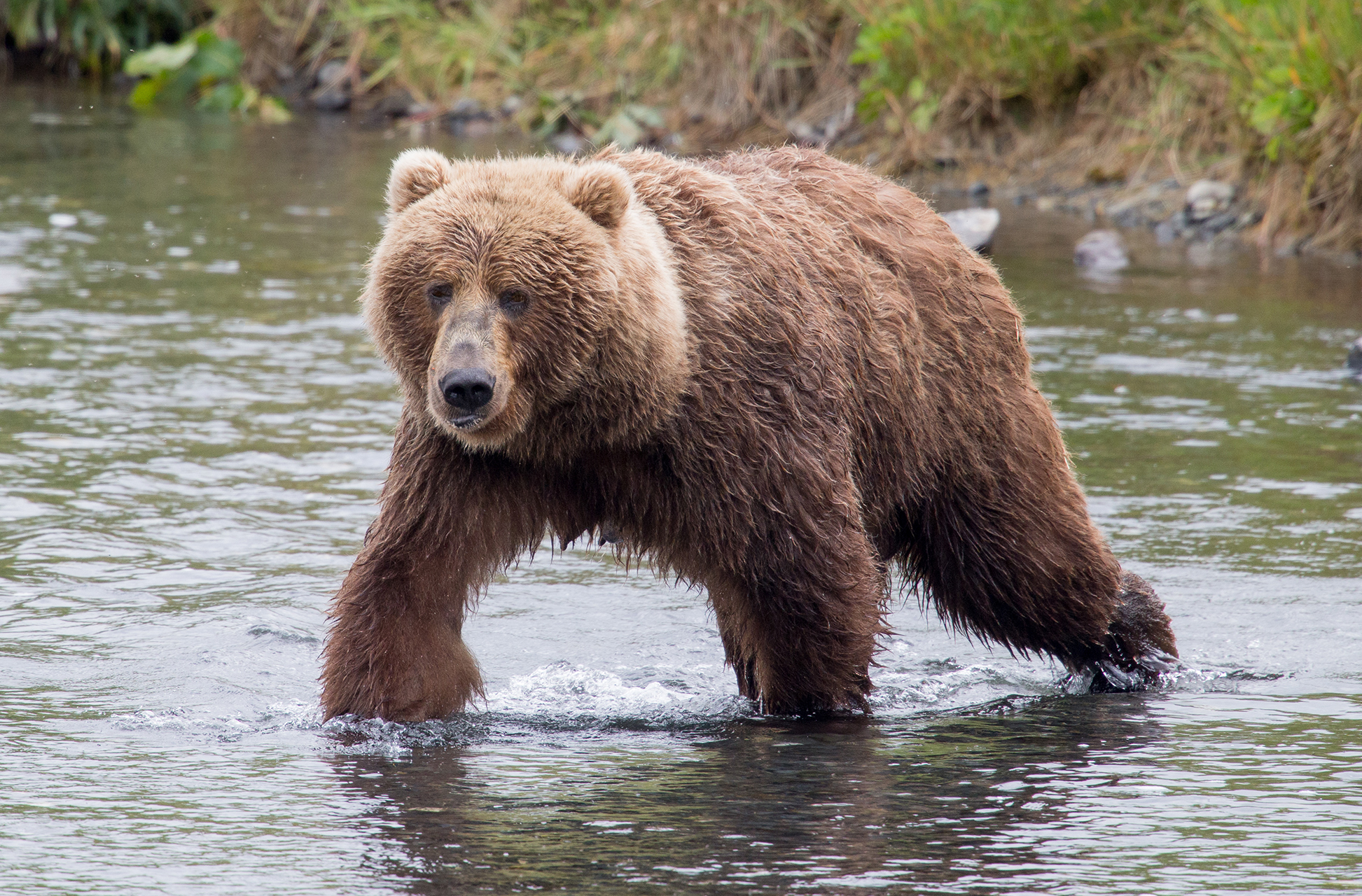 Animals_766