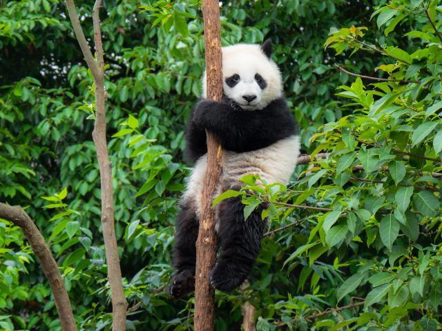 Animals_779