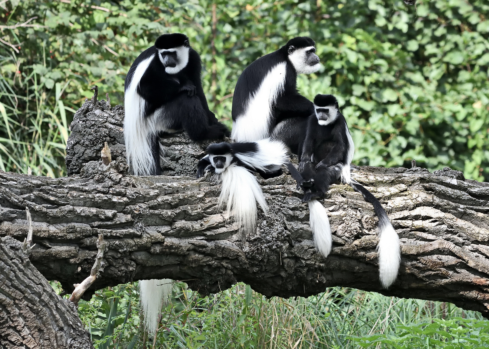 Animals_785