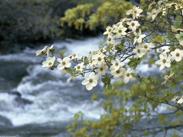river_019
