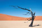 Desert_124