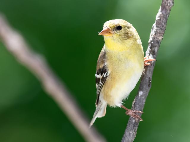 Birds_337