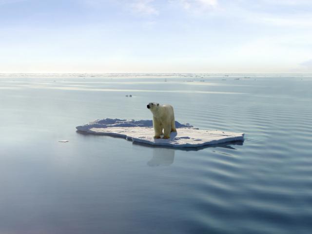 Animals_793