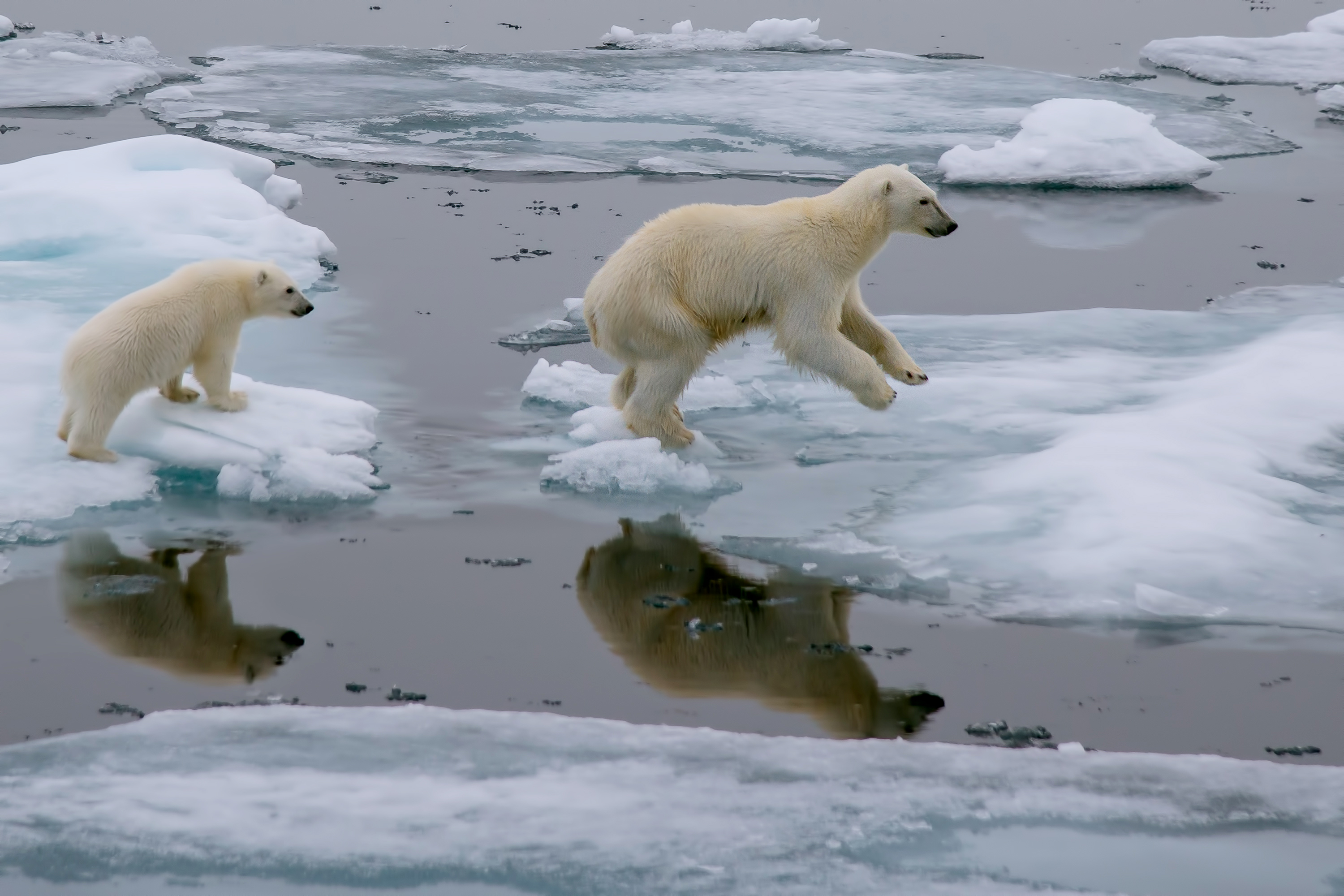 Animals_795