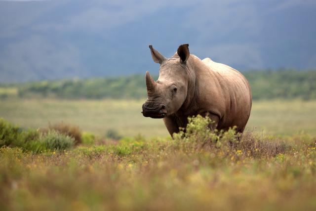 Animals_797