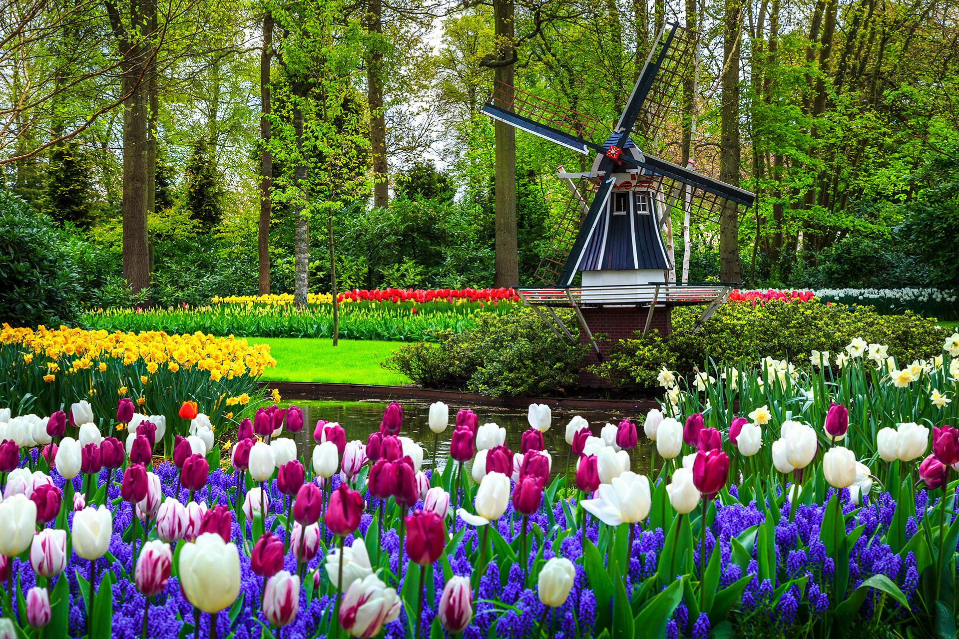 Windmill_72