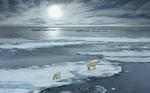 Animals_802