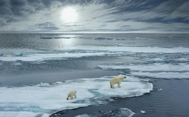 Animals_802