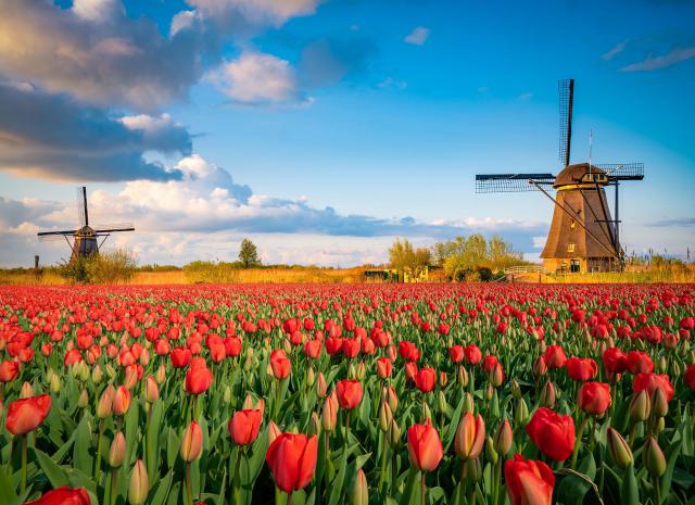 Windmill_78