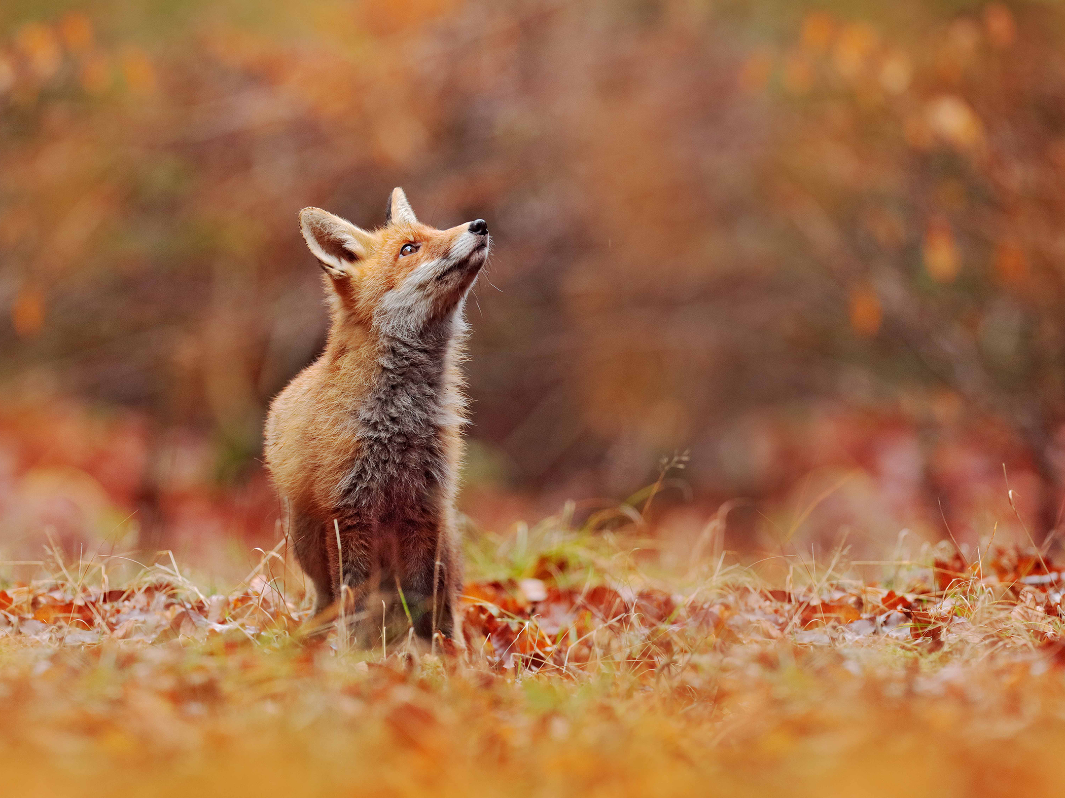 Animals_809
