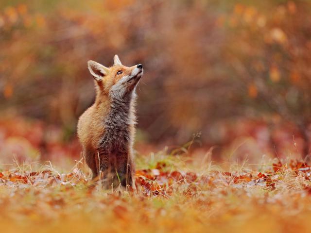 Animals_809