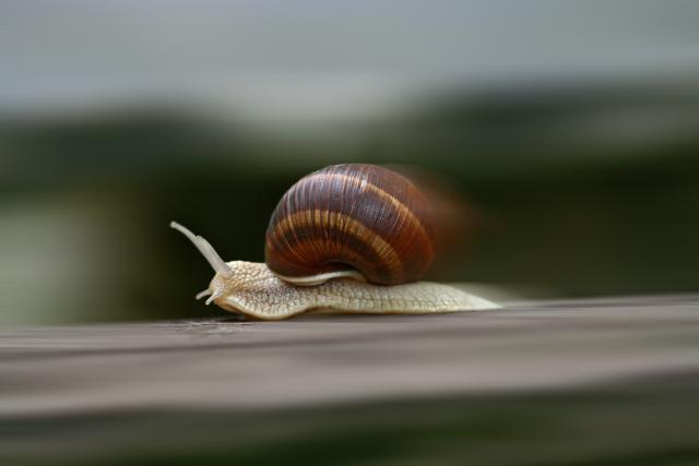 Animals_813
