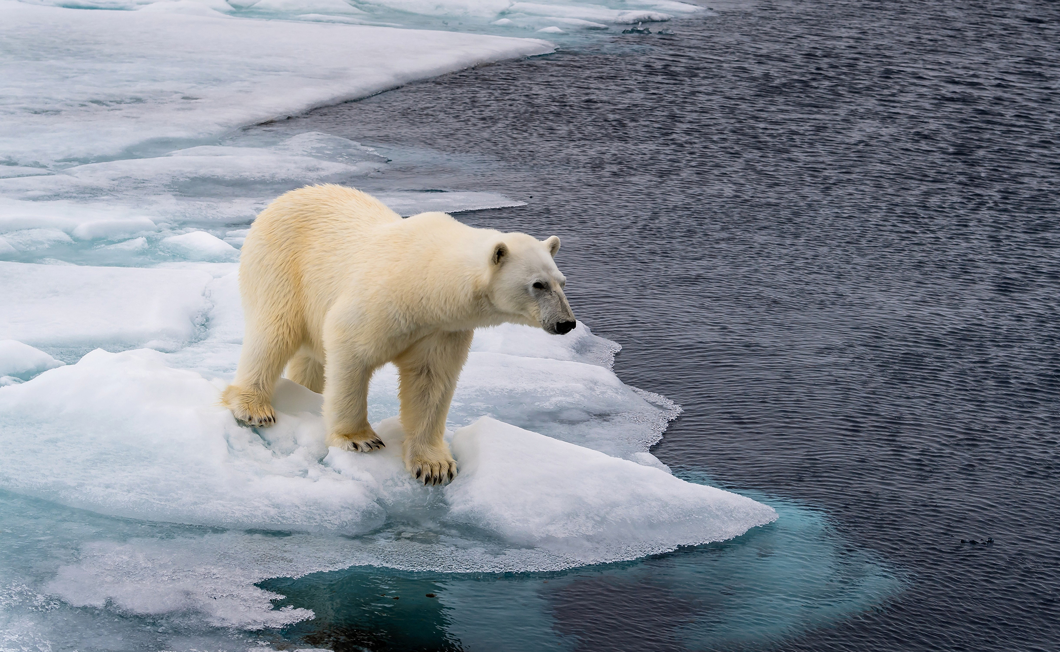 Animals_817
