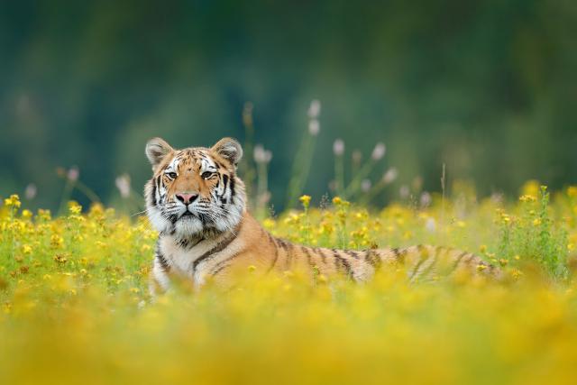 Tiger_158