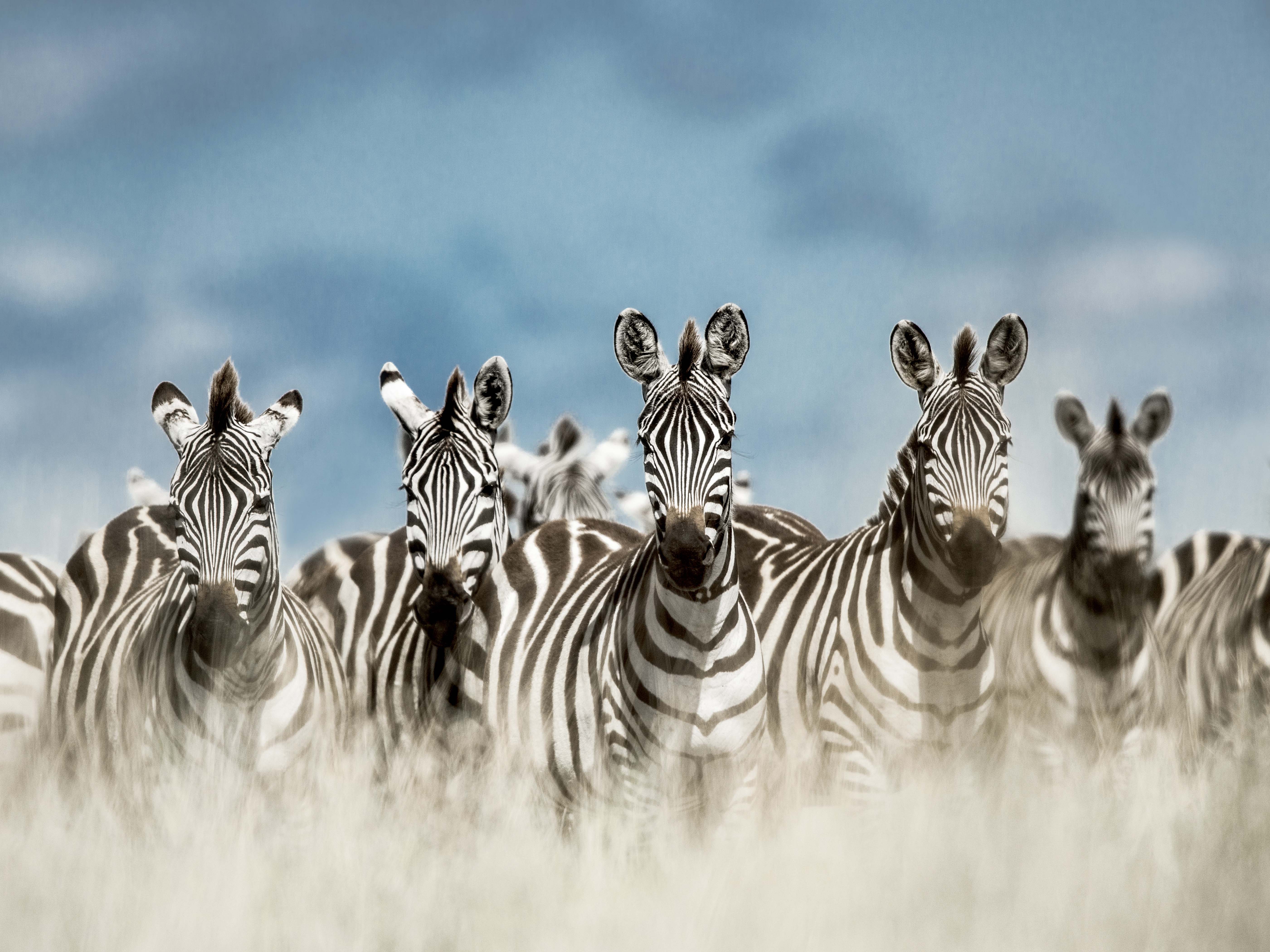 Animals_818