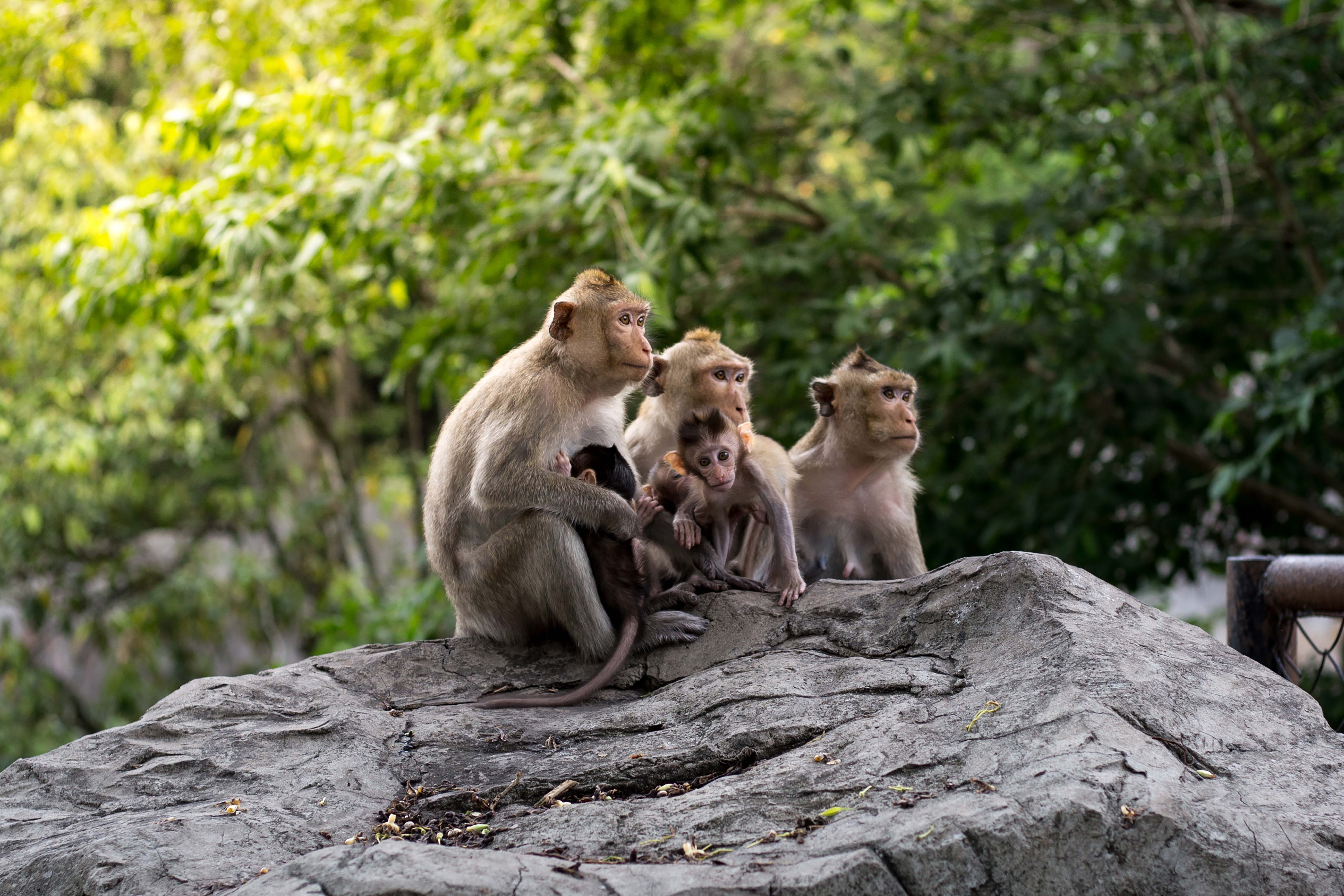 Animals_820