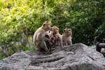 Animals_820