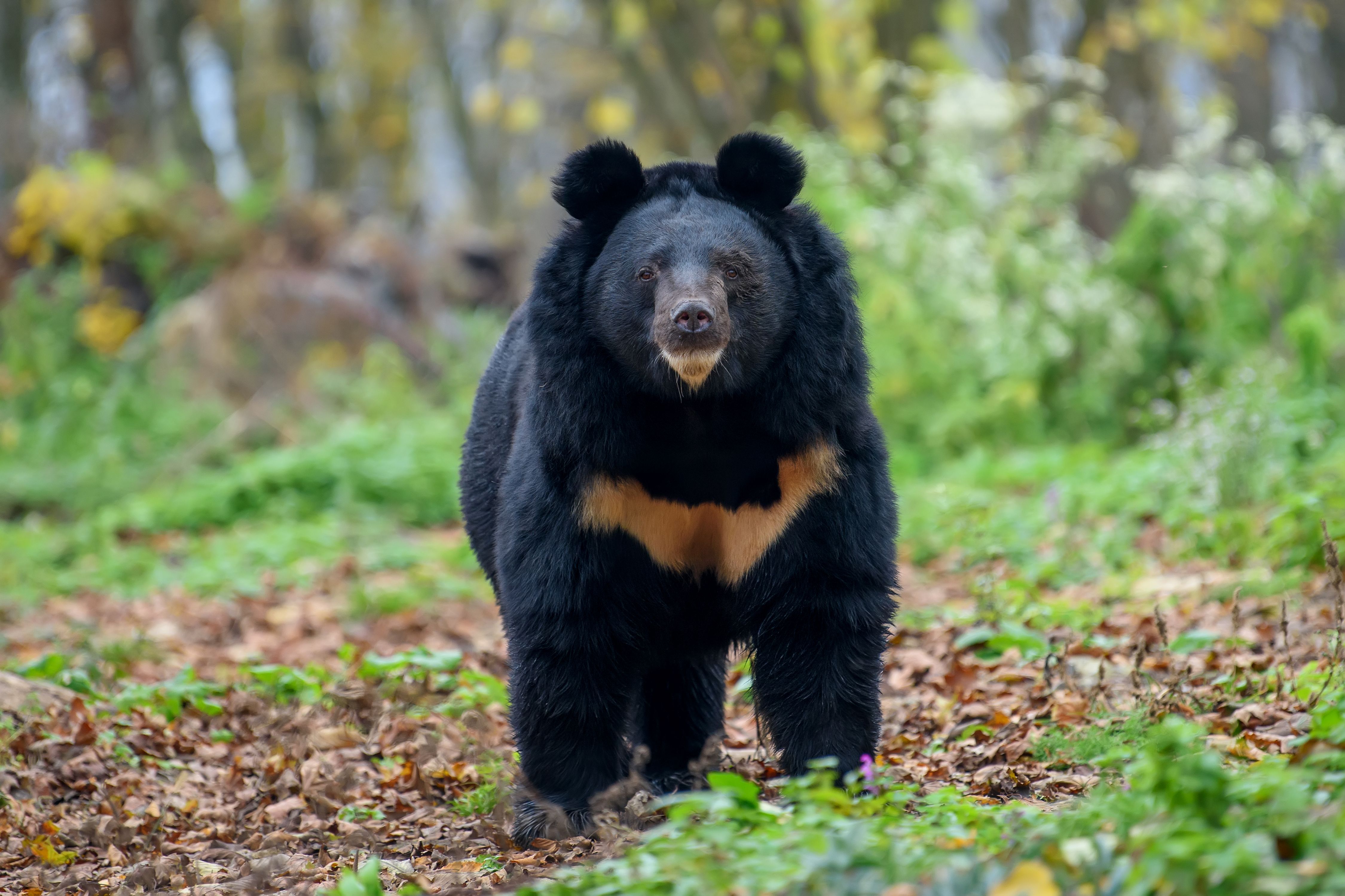 Animals_821