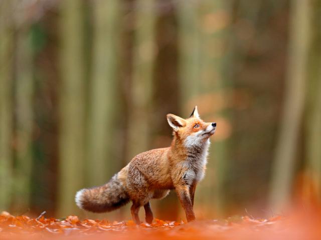 Animals_822