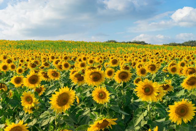 Sunflower_Field_15