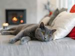 Cats Wallpapers 