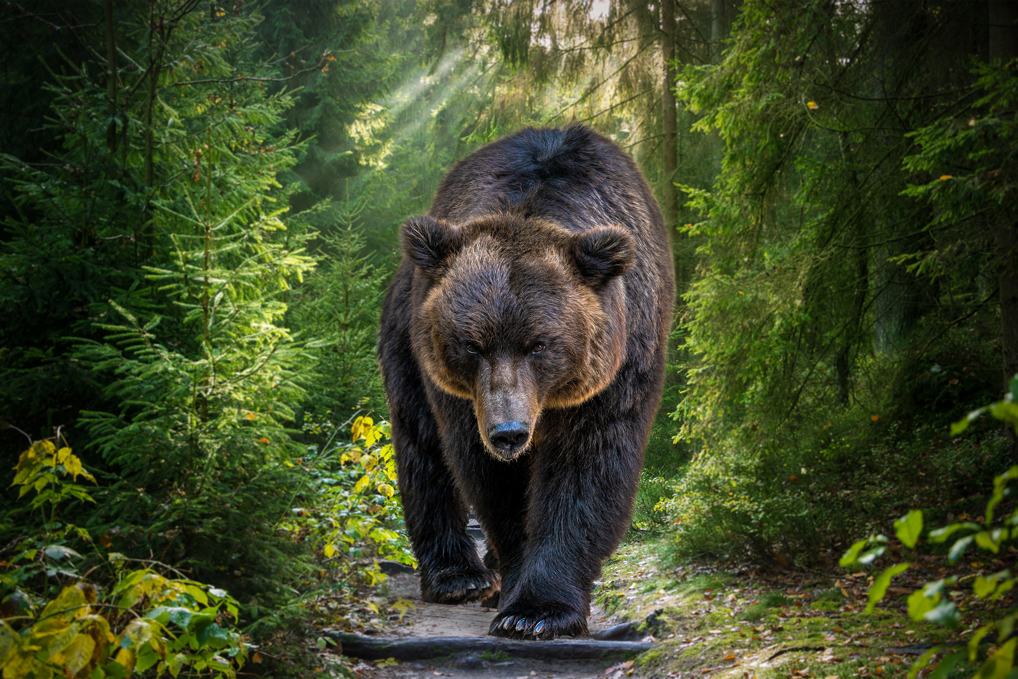 Animals_836