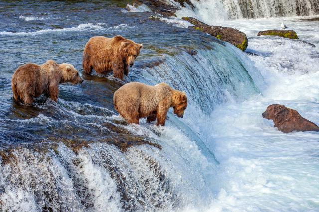 Animals_837