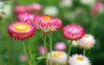 Flower_110