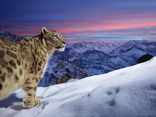 Snow_Leopard_13