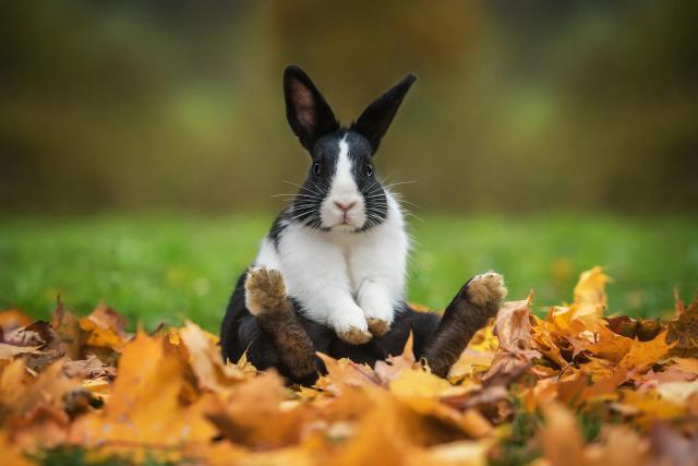 Animals_839