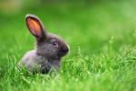 Animals_840
