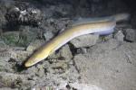 Animals_841