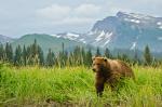 Animals_842