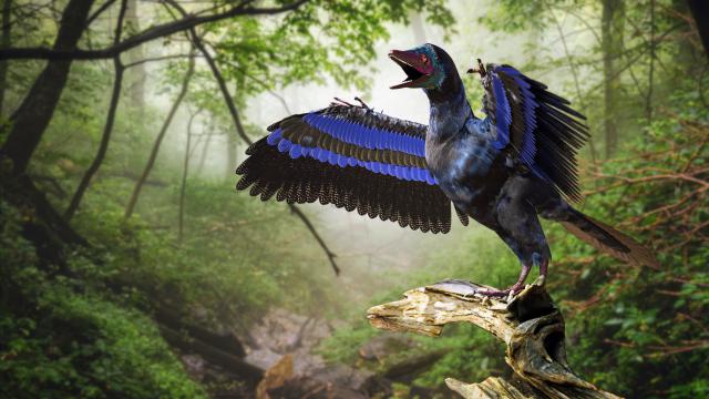 Birds_359