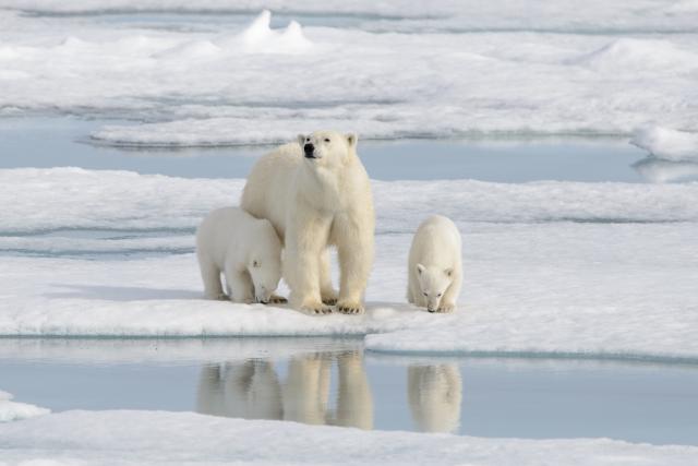 Animals_843