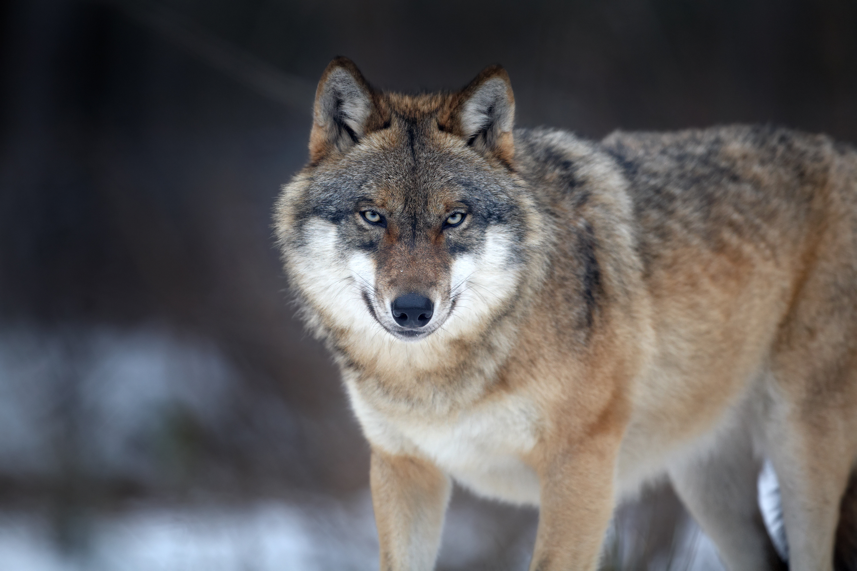 Animals_845