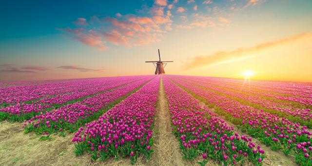 Windmill_87
