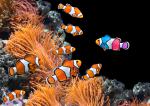 ocean-life-776
