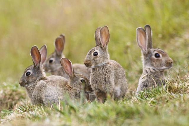 Animals_849