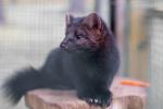 Animals_850