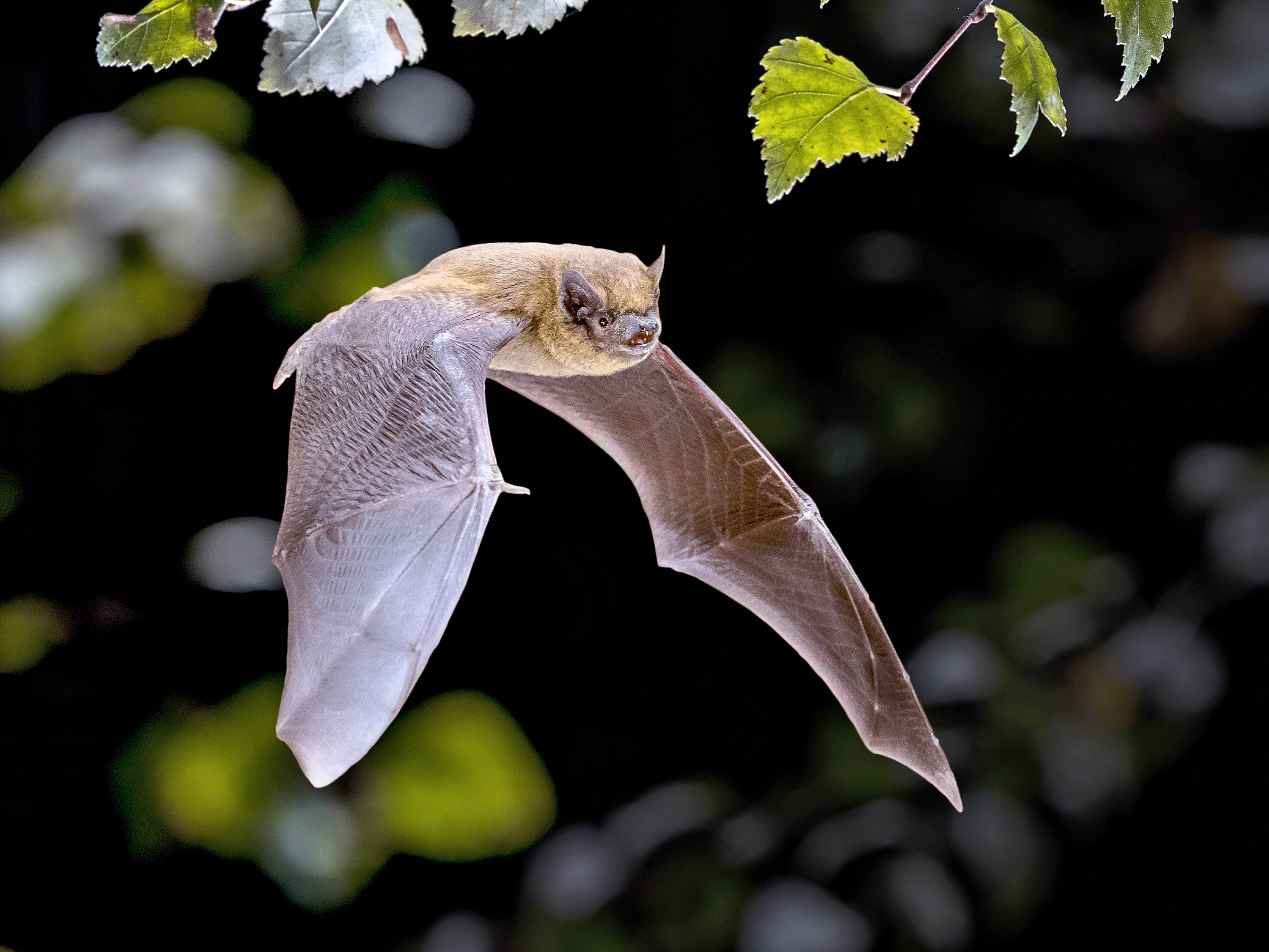 Animals_851