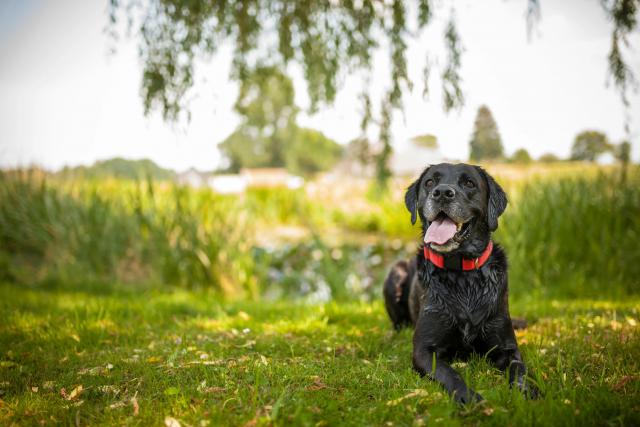 dog_534