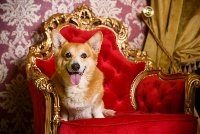 dog_535