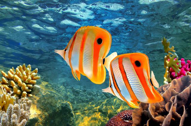ocean-life-785
