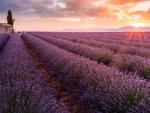 Lavender_Field_Valensole